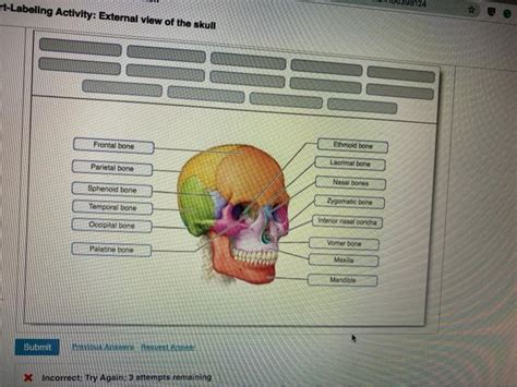 Contact information for renew-deutschland.de - Anatomy and Physiology questions and answers. Exercise 9 Review Sheet Art-labeling Activity 2 (2 of 3) 10 learn the structures of the skull Identify the bones and markings visible on an inferior view of the skull. Part A Drag the labels onto the diagram to identify the bones and markings of the skull. Reset Help Foramen lacerum Maxilla III ... 